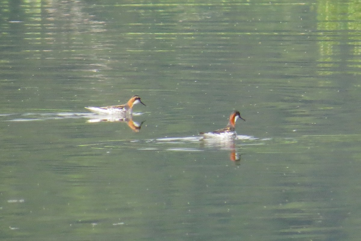 Phalarope à bec étroit - ML343860451