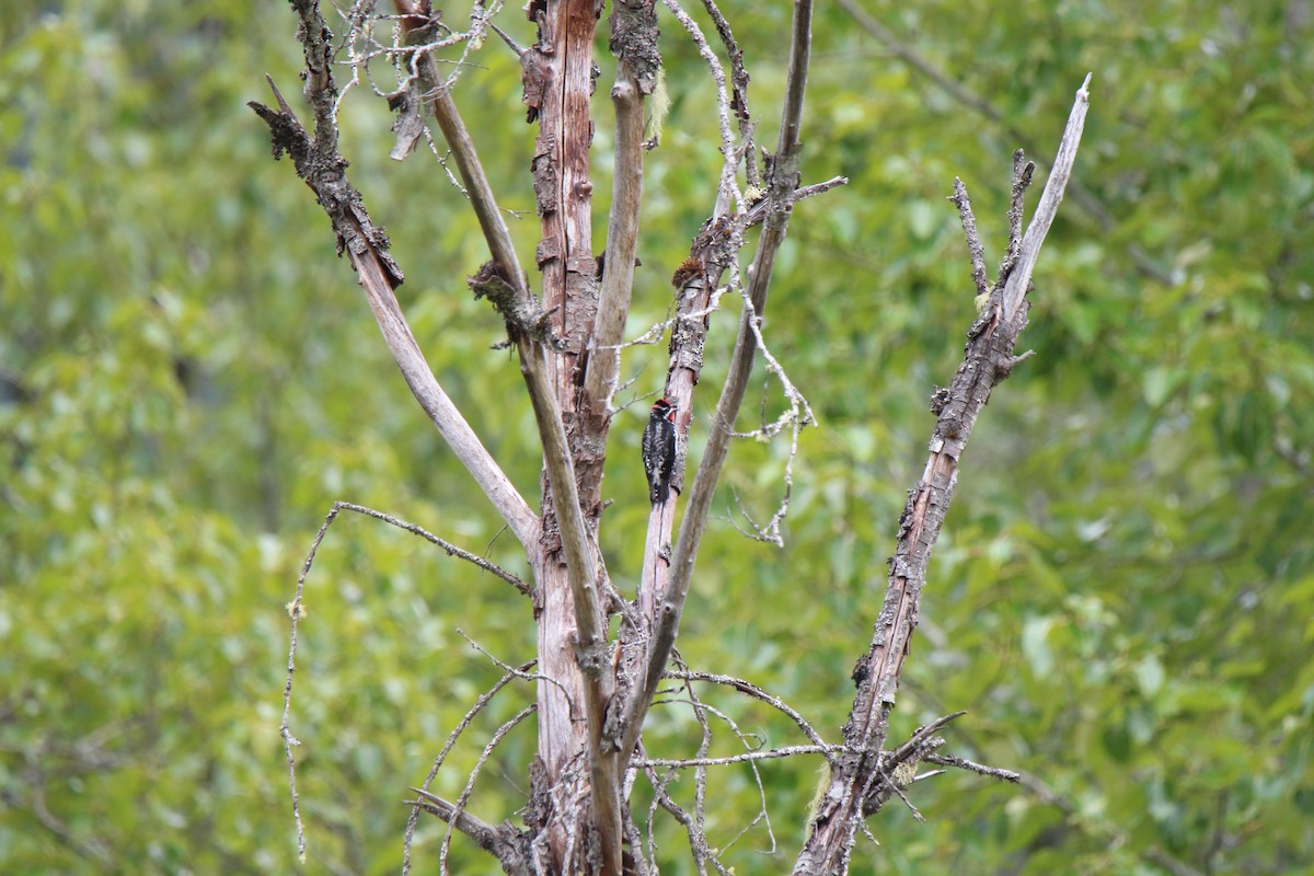 Red-naped Sapsucker - ML343860831