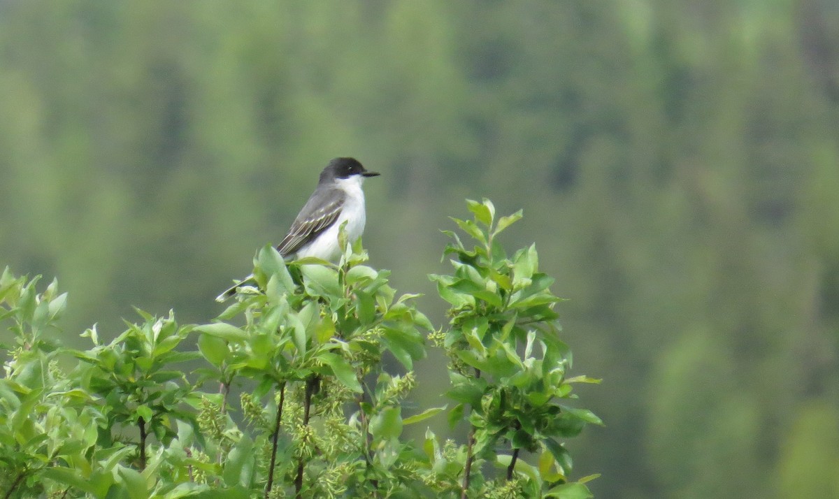 Eastern Kingbird - ML343860931