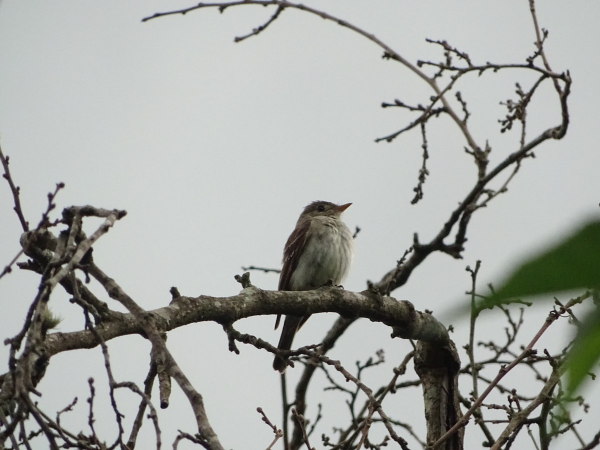 Eastern Wood-Pewee - ML343861001