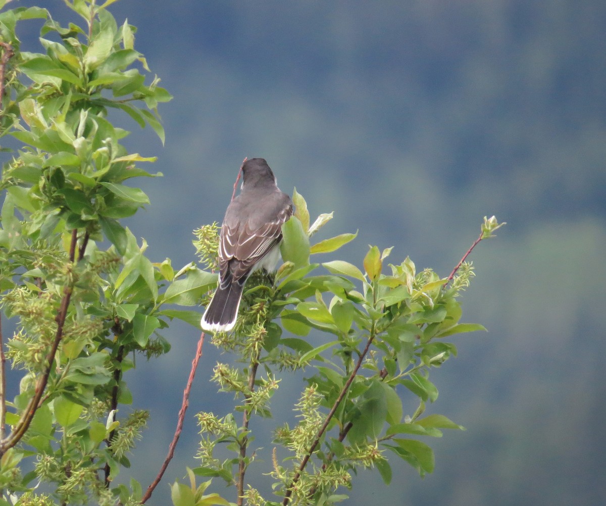 Eastern Kingbird - ML343861061