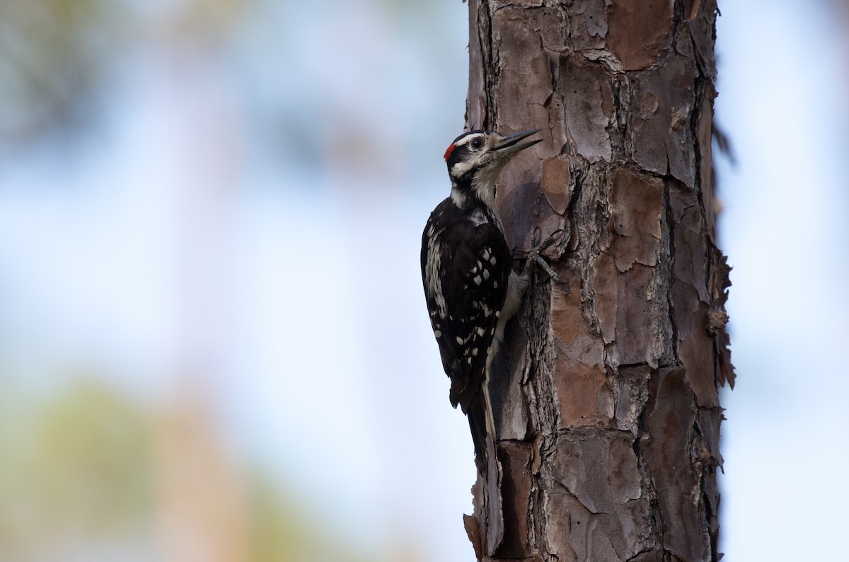 Hairy Woodpecker - Simon Best