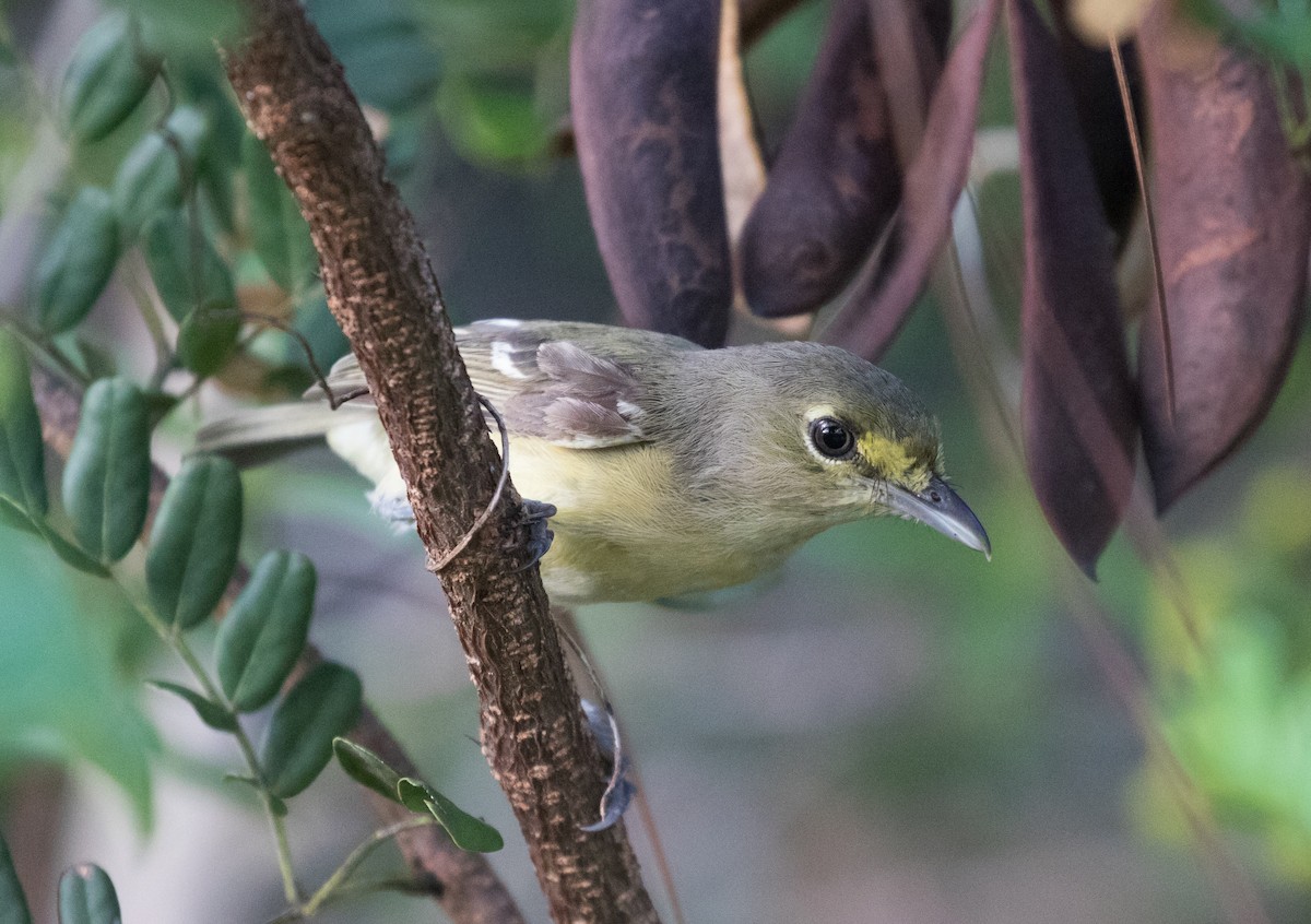Thick-billed Vireo - Simon Best