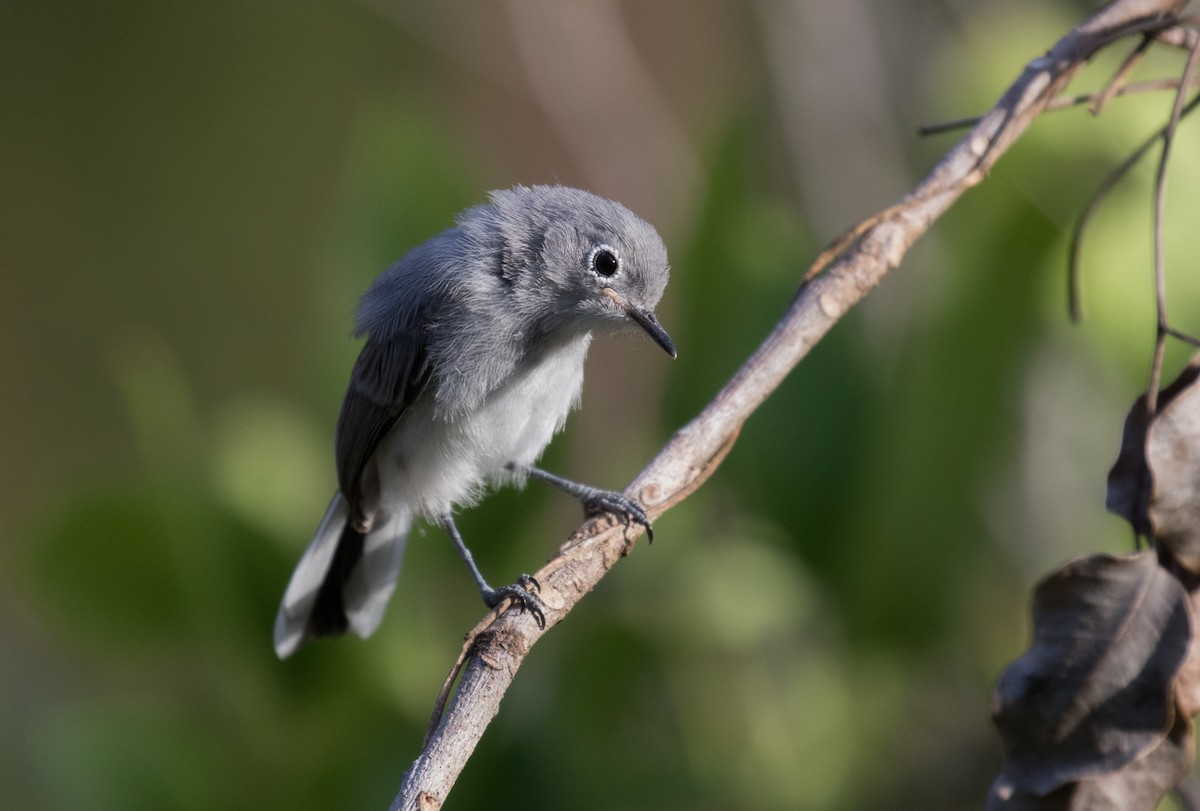 Blue-gray Gnatcatcher - Simon Best