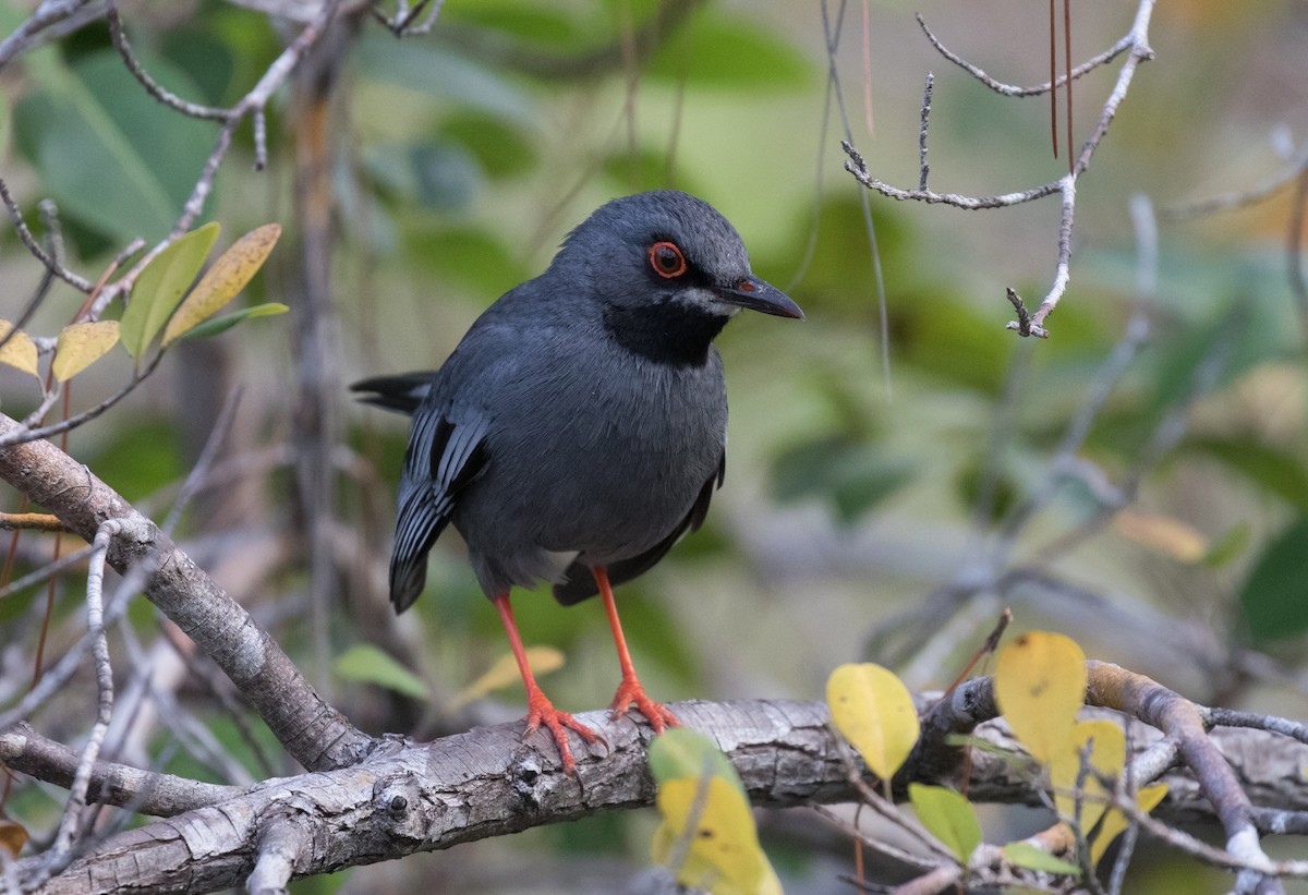 Red-legged Thrush - ML343861571