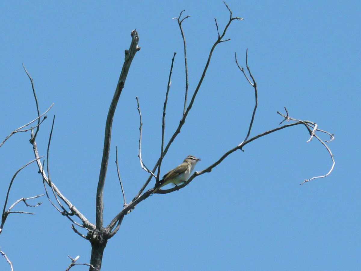 Red-eyed Vireo - Derek Armstrong