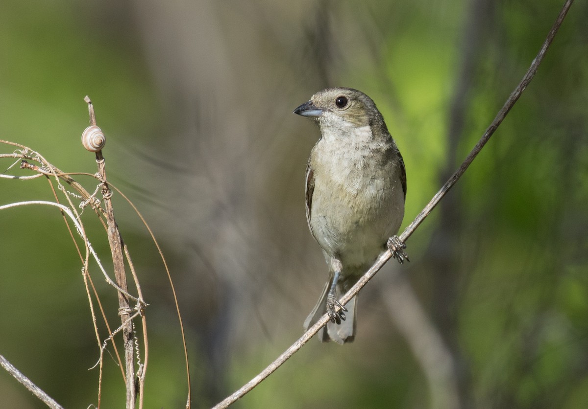 Western Spindalis - Simon Best