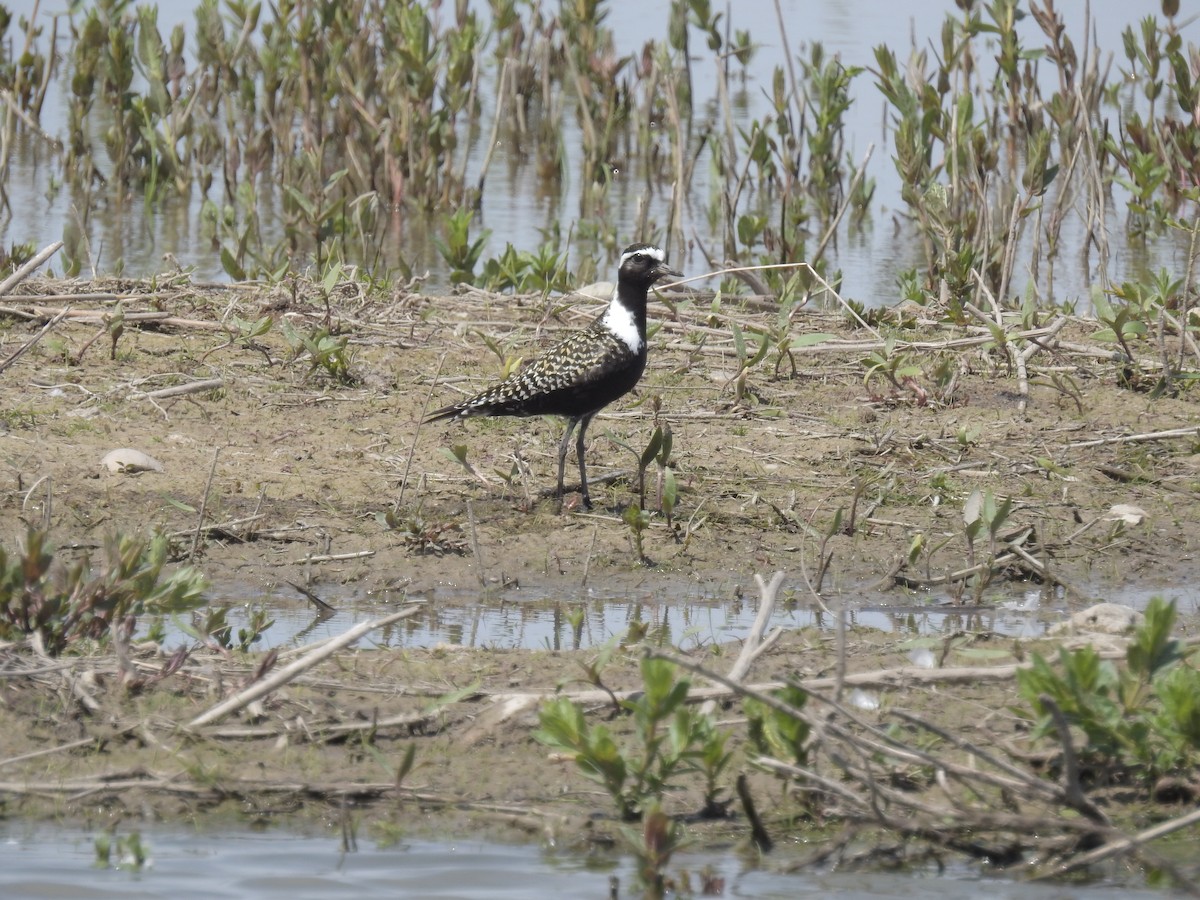 kulík hnědokřídlý - ML343862211