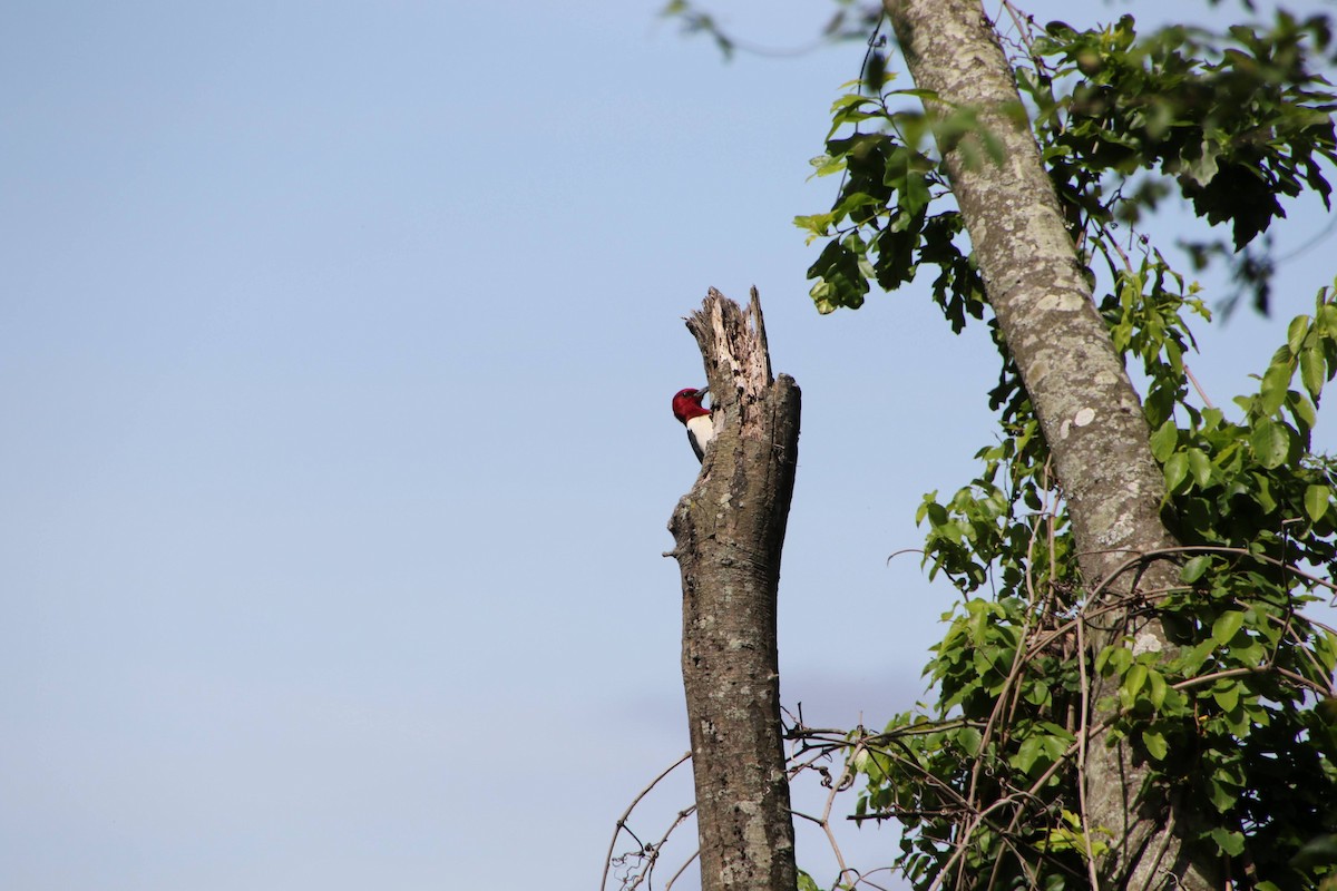 Red-headed Woodpecker - ML343863291