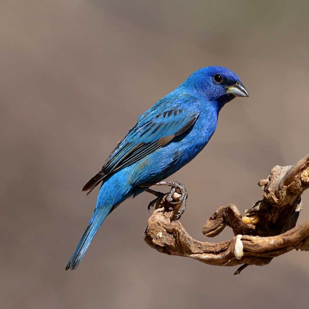 Indigo Bunting - ML343863991