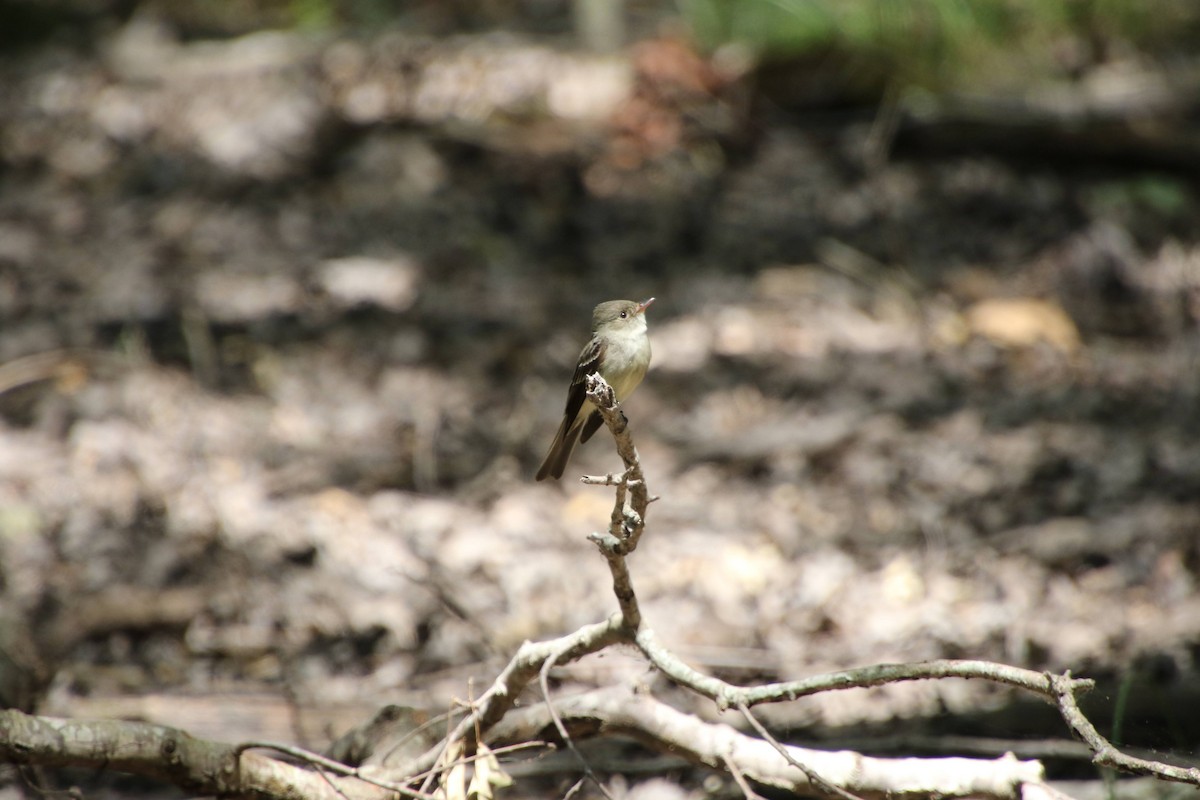 Eastern Wood-Pewee - Cliff VanNostrand