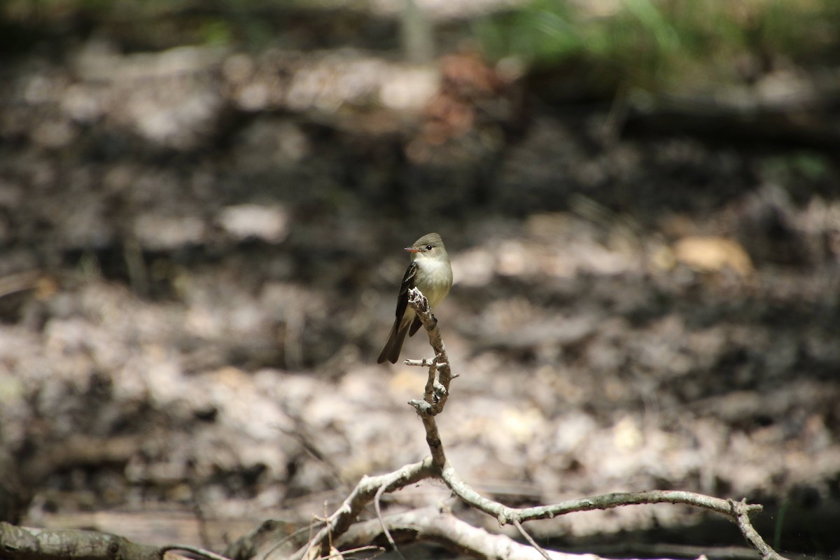 Eastern Wood-Pewee - Cliff VanNostrand