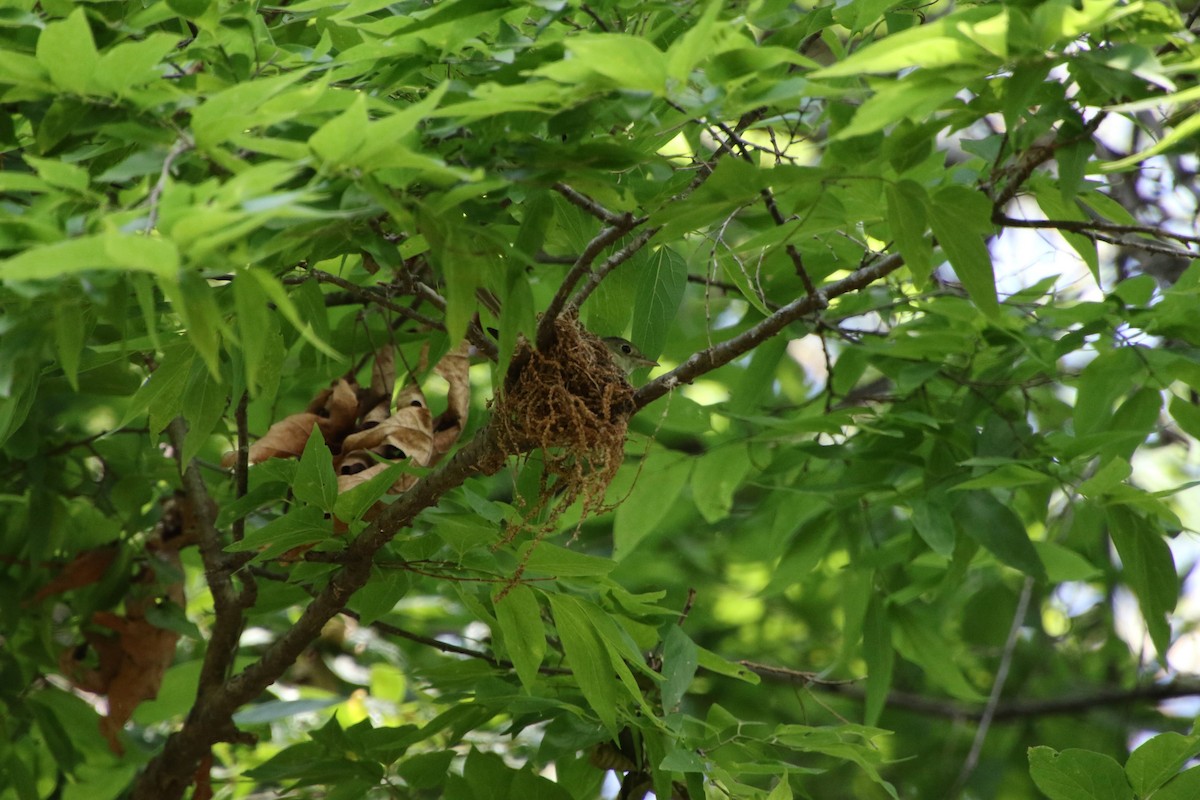 Acadian Flycatcher - ML343864521