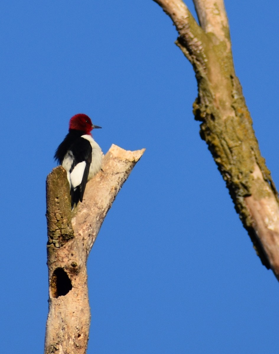 Red-headed Woodpecker - ML343864911