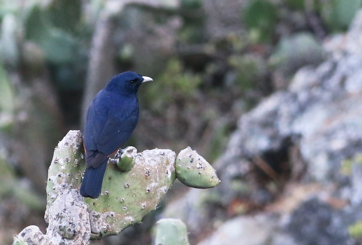 White-billed Starling - Andrew Spencer