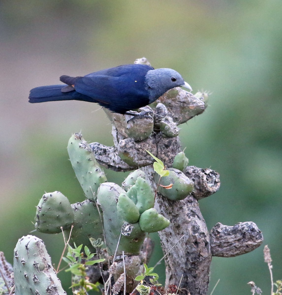 White-billed Starling - ML34386581