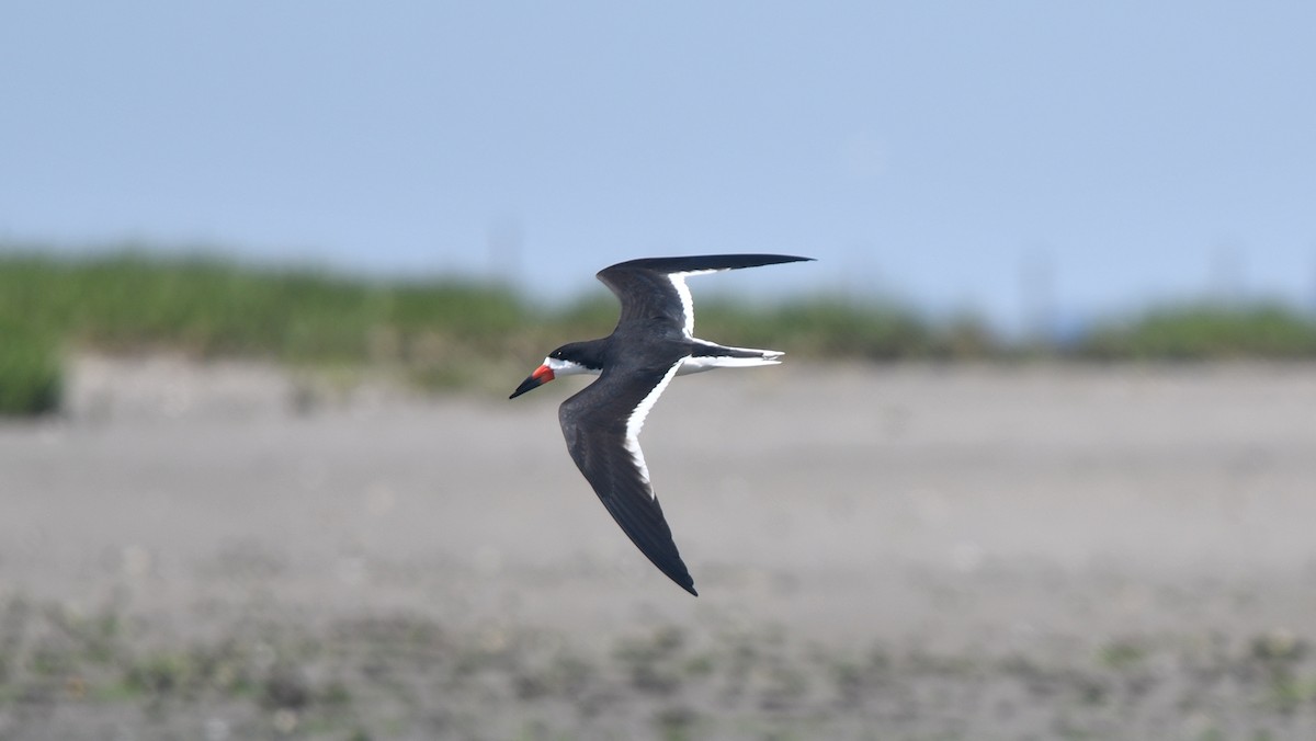 Black Skimmer - ML343866341