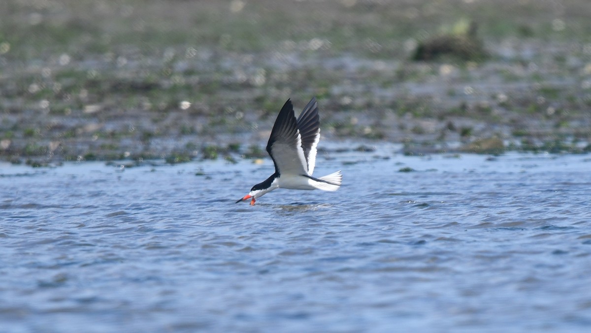 Black Skimmer - ML343866401