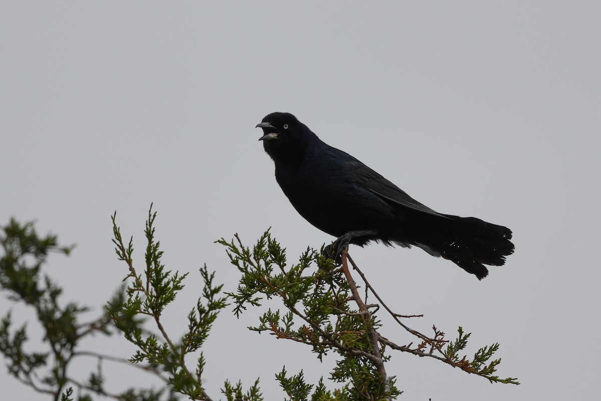 Boat-tailed Grackle - ML343866561