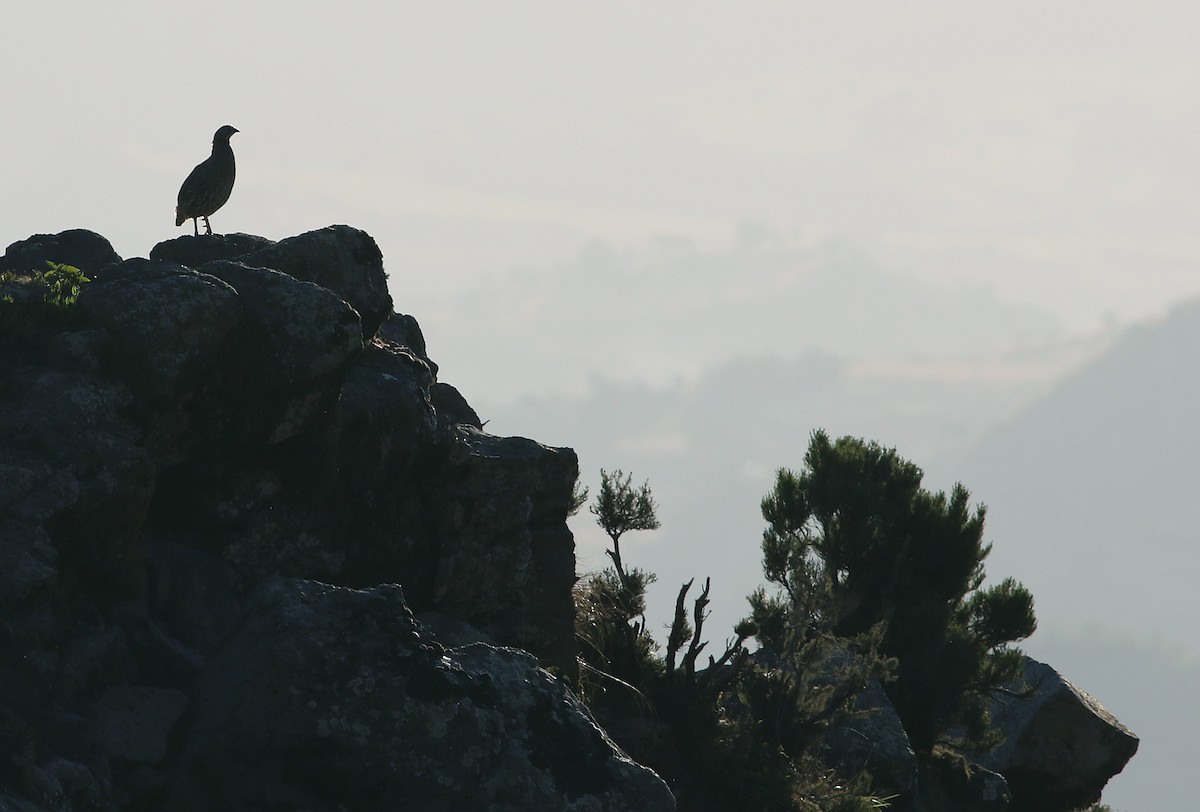 Erckel's Spurfowl - Andrew Spencer