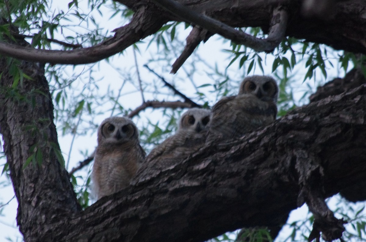 Great Horned Owl - ML343867341