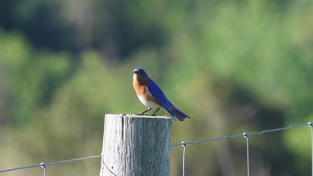 Eastern Bluebird - ML343867651