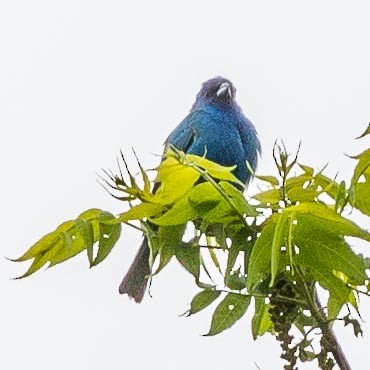 Indigo Bunting - ML343868921