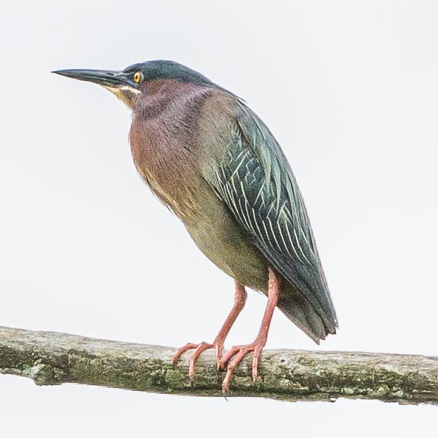 Green Heron - ML343869051
