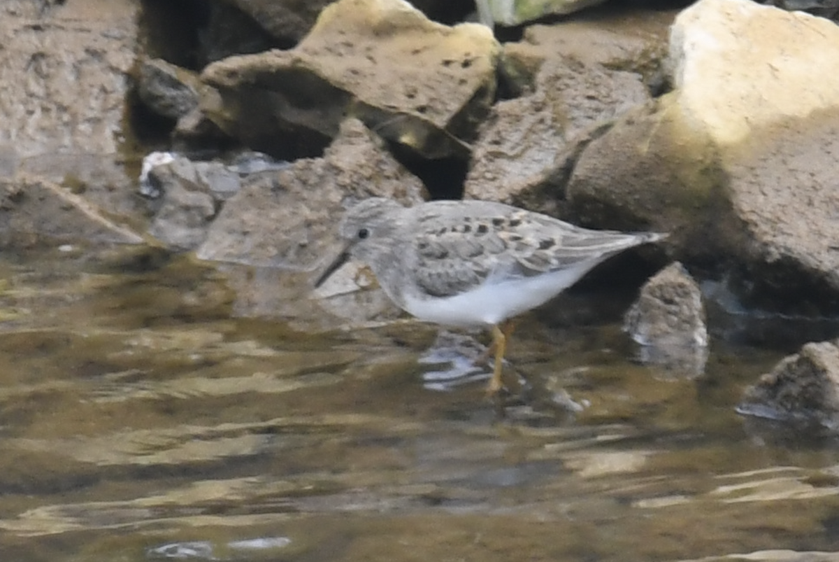 Temminck's Stint - ML343869071