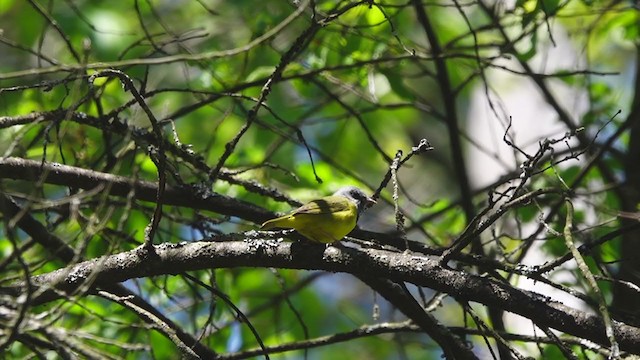 Mourning Warbler - ML343869161