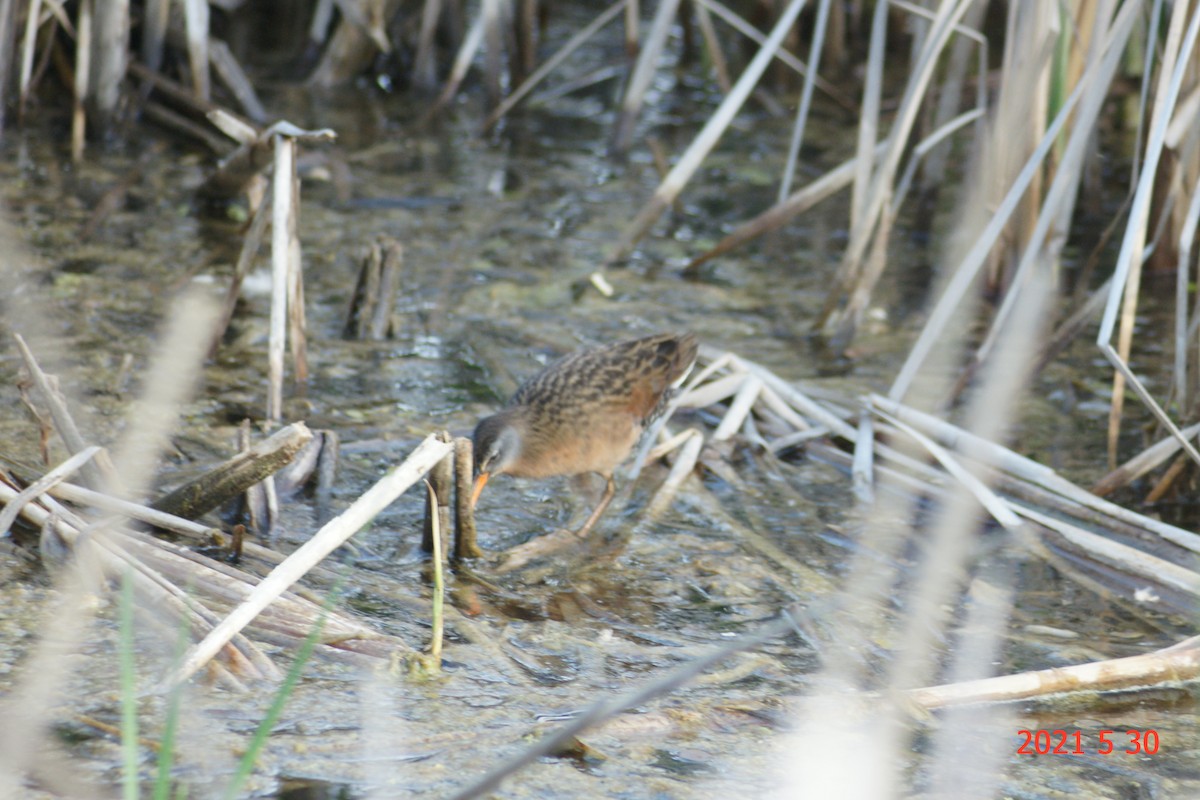 Virginia Rail - ML343870151