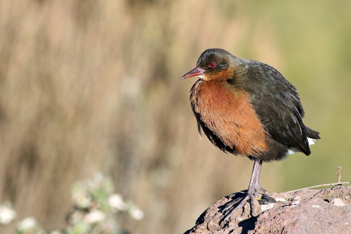 Rouget's Rail - Andrew Spencer