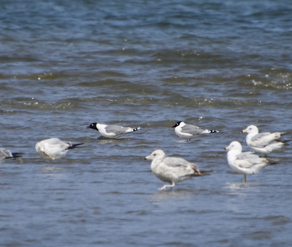 Franklin's Gull - ML343871071