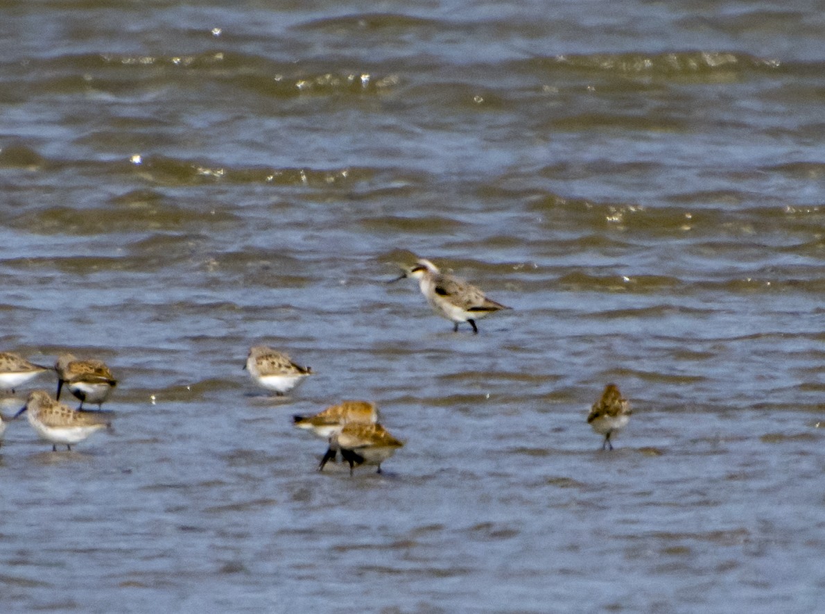 hvithalesvømmesnipe - ML343871311