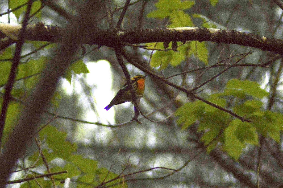 Blackburnian Warbler - ML343872181