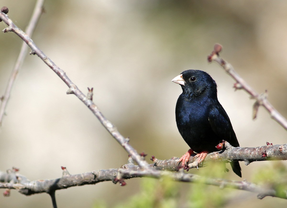 Village Indigobird - Andrew Spencer