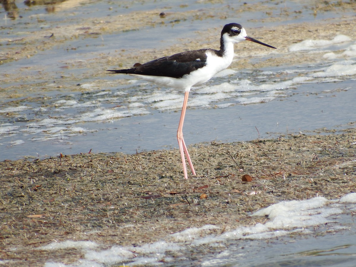 Black-necked Stilt - Randolph "Casper" Burrows