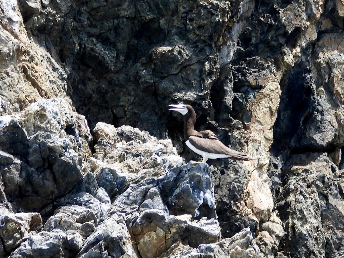 Brown Booby - ML343873091