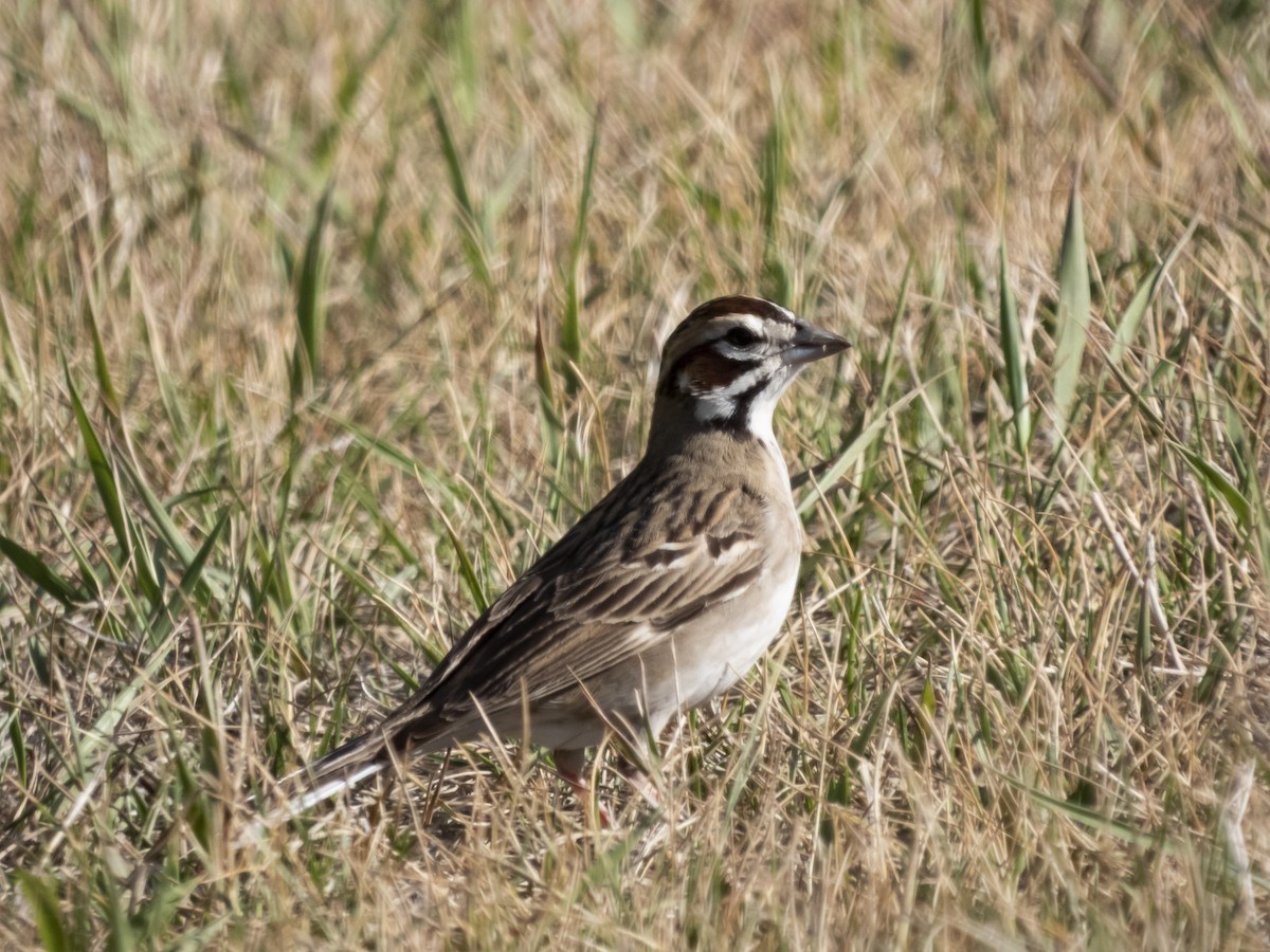 Lark Sparrow - ML343874451