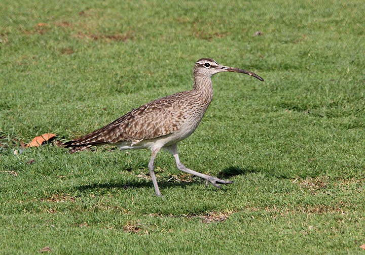 Whimbrel - Tim Avery