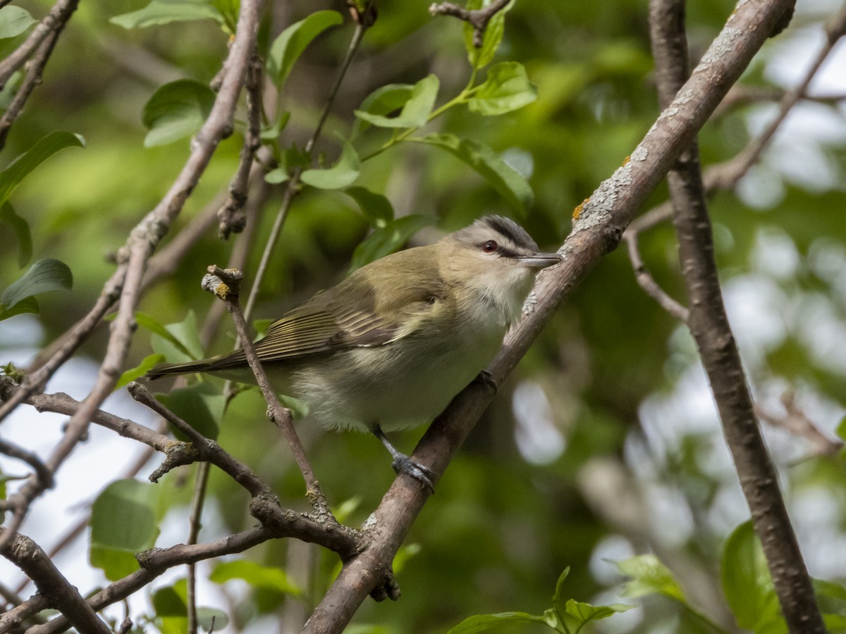 Red-eyed Vireo - ML343876161