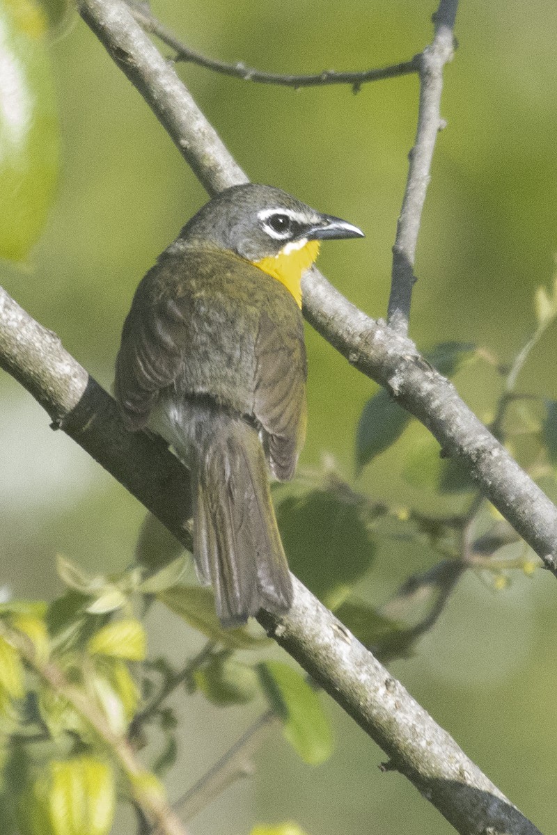 Yellow-breasted Chat - ML343877591