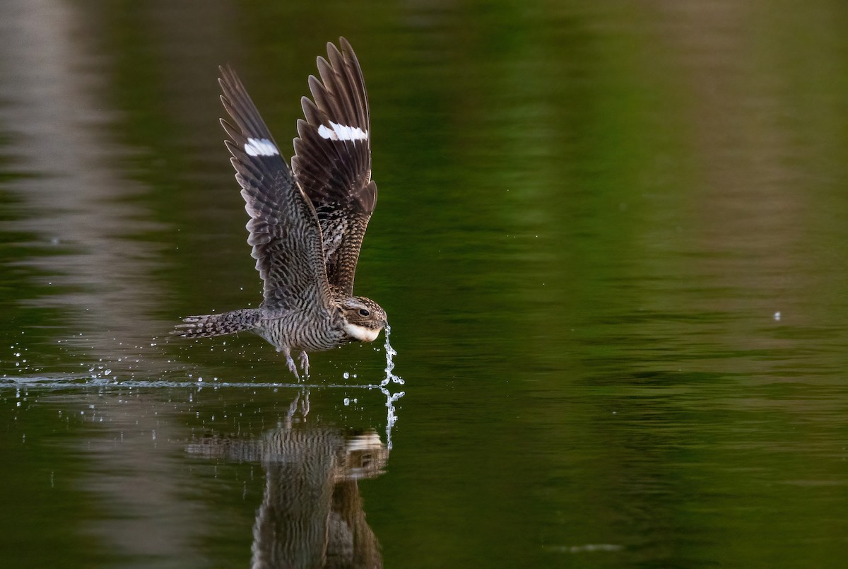 Common Nighthawk - Phil Chaon