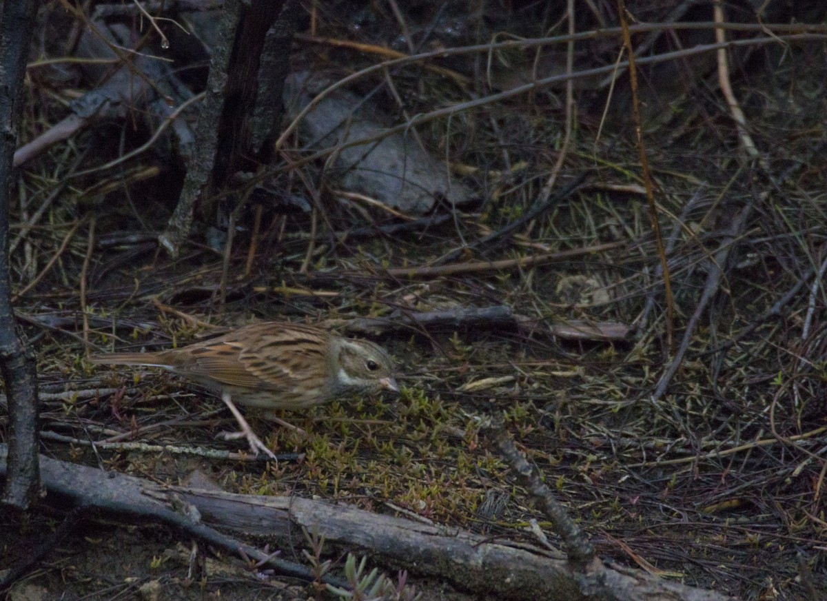 Emberiza sp. - ML34387811