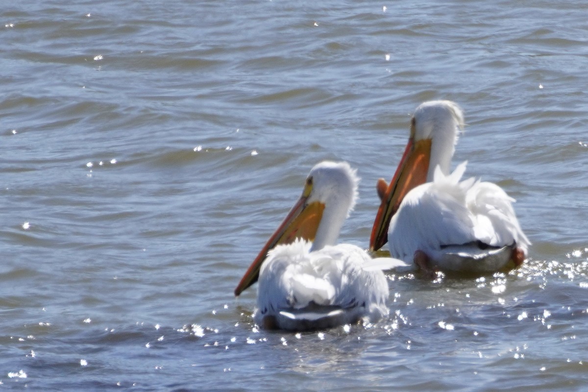 pelikán severoamerický - ML343878441