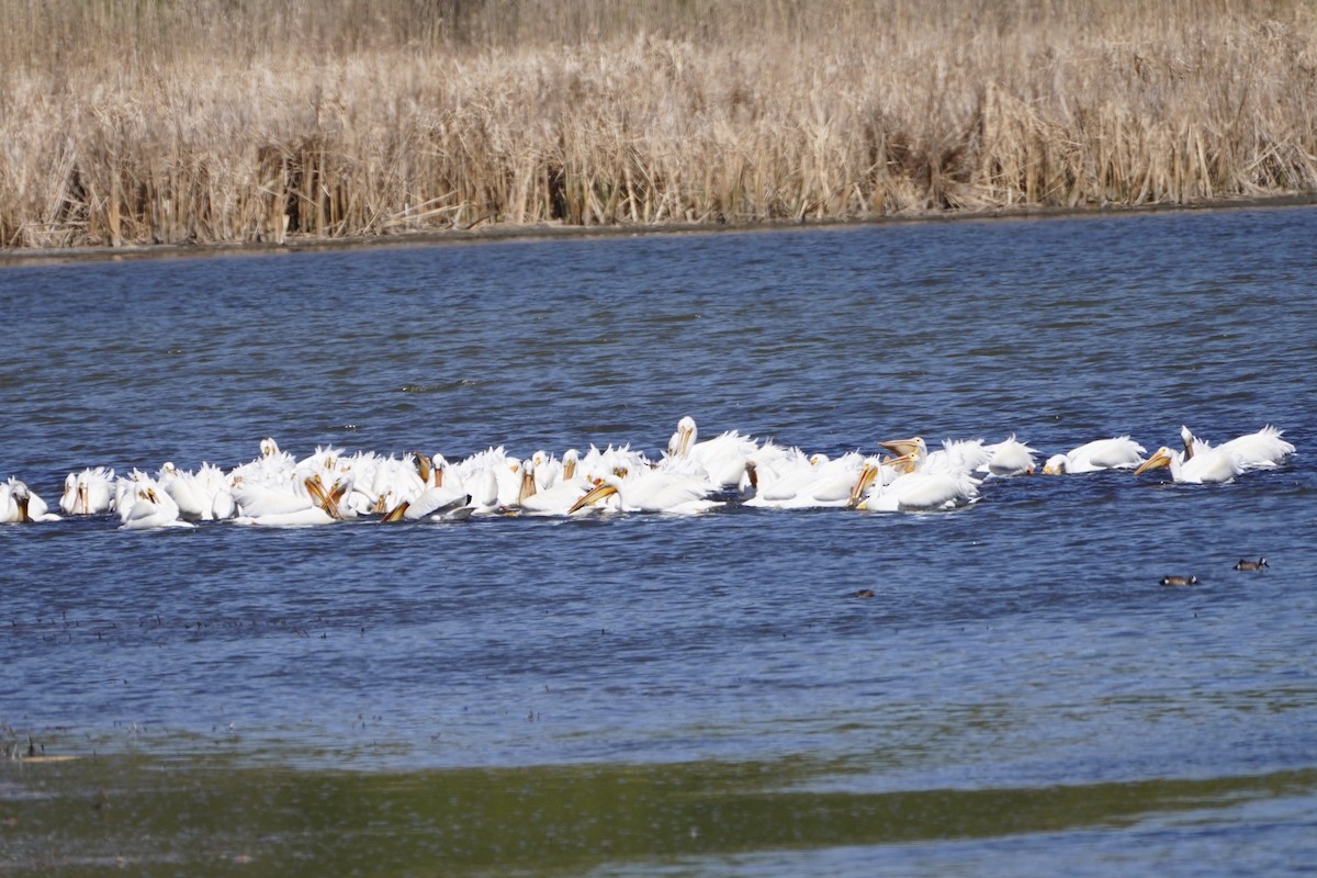 American White Pelican - ML343878471