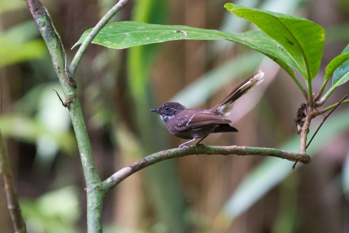 Dusky Fantail - John C. Mittermeier