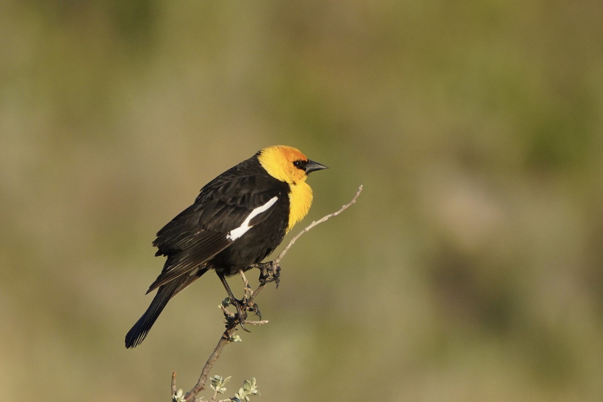 Yellow-headed Blackbird - ML343880311