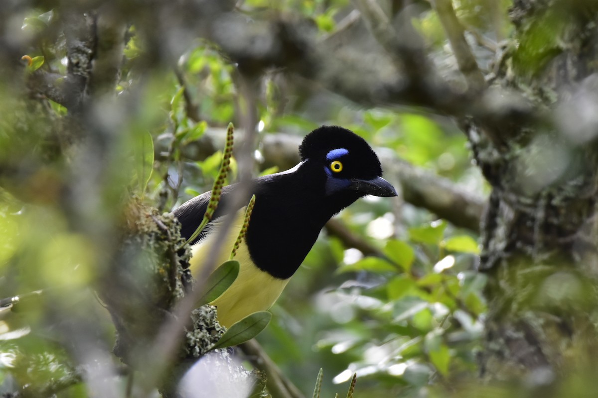 Plush-crested Jay - ML343881921