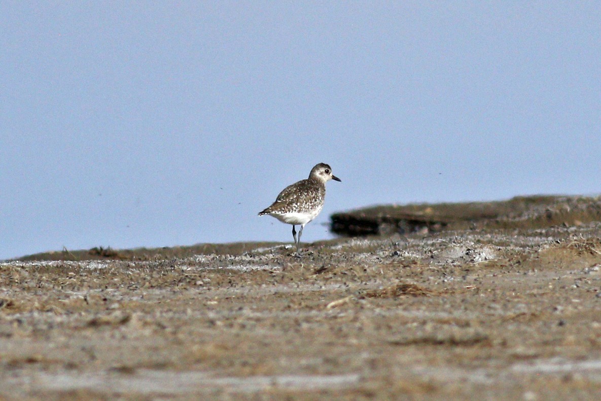 Black-bellied Plover - 白尾 海雕